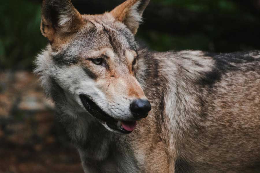 Why Wolves are attacking again in Uttar Pradesh after many years