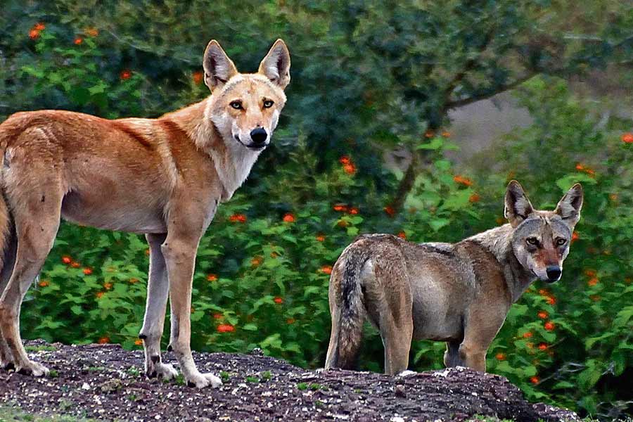 Why Wolves are attacking again in Uttar Pradesh after many years