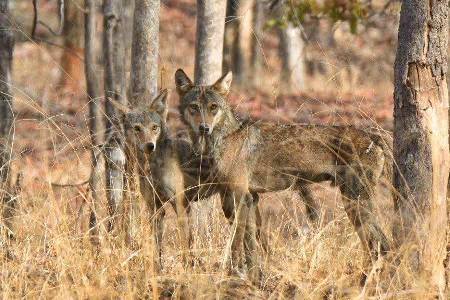 Why Wolves are attacking again in Uttar Pradesh after many years