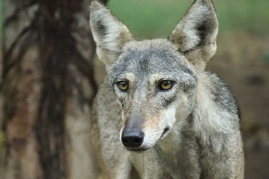 Why Wolves are attacking again in Uttar Pradesh after many years