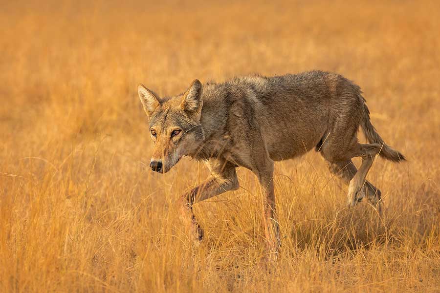Why Wolves are attacking again in Uttar Pradesh after many years