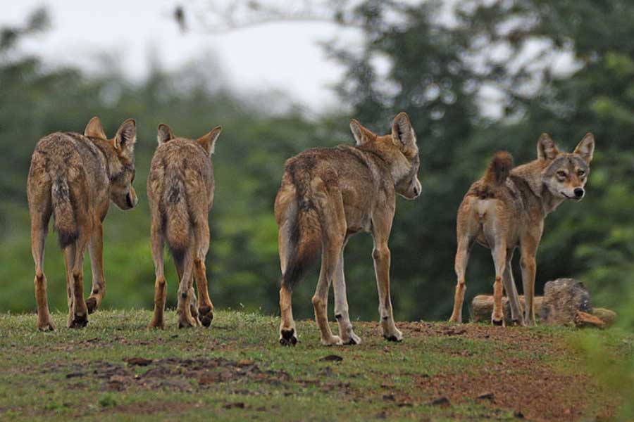 Why Wolves are attacking again in Uttar Pradesh after many years