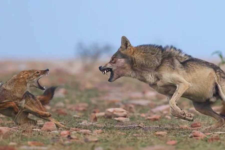 Why Wolves are attacking again in Uttar Pradesh after many years