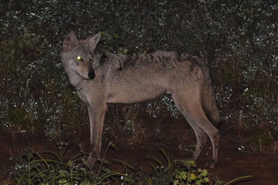 Why Wolves are attacking again in Uttar Pradesh after many years