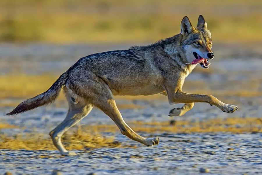 Why Wolves are attacking again in Uttar Pradesh after many years