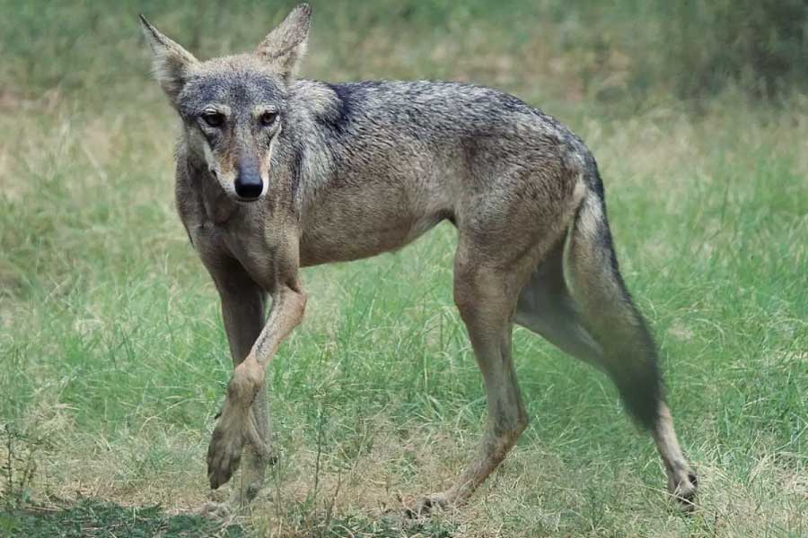 Why Wolves are attacking again in Uttar Pradesh after many years