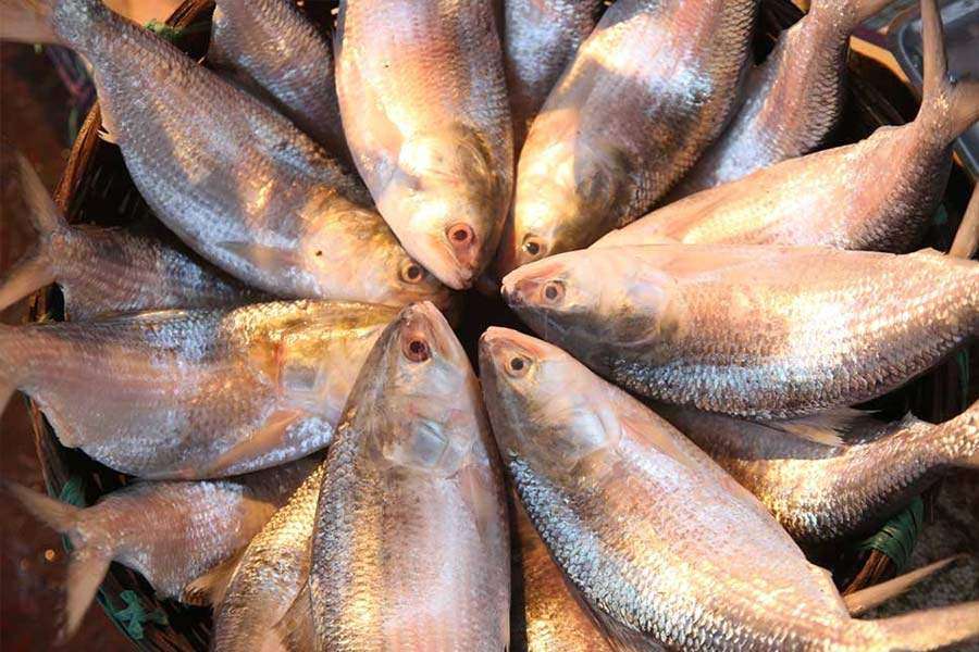 hilsa