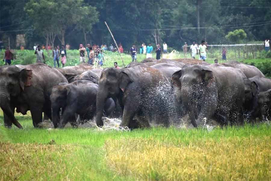 ধান জমিতে হাতির দল।