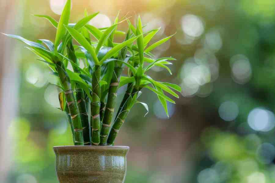 Tips to keep lucky Bamboo healthy