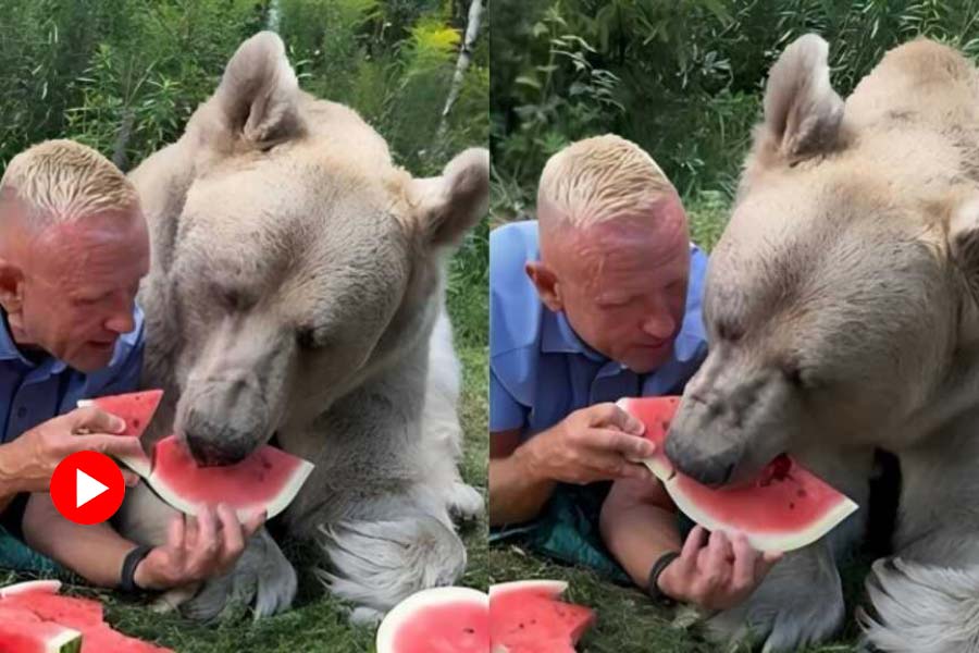 Video of man and bear eating watermelon