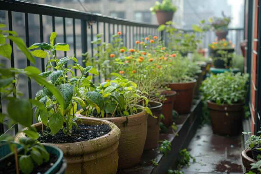 Placements of plants at home according to astrology