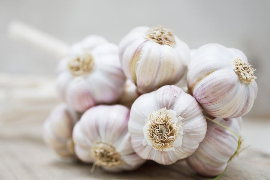 Garlic
