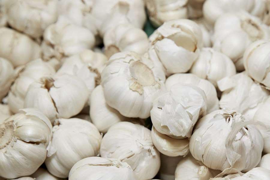 Garlic
