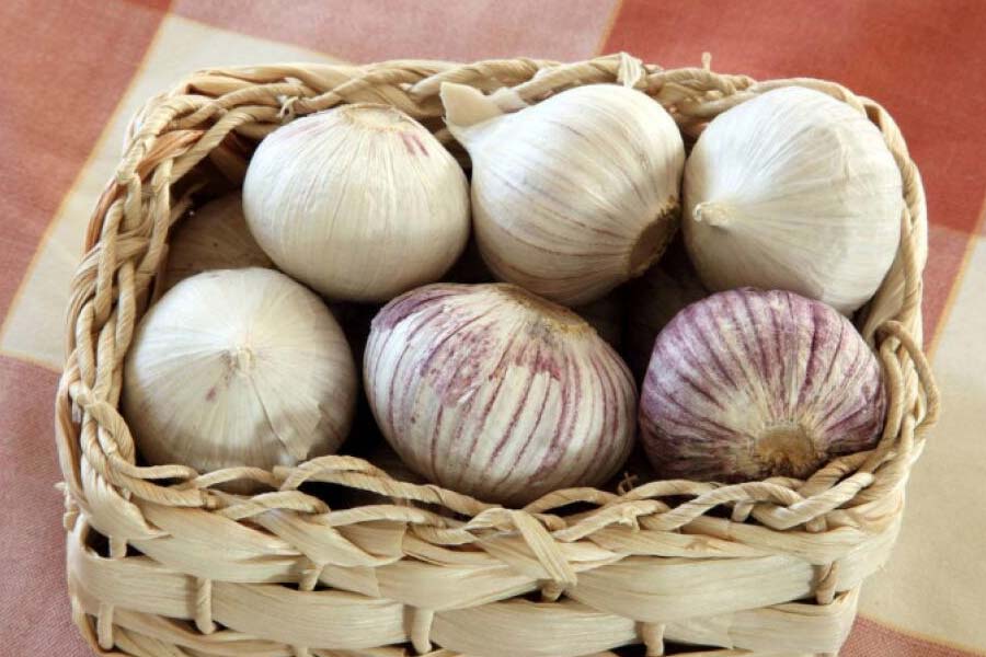 Garlic