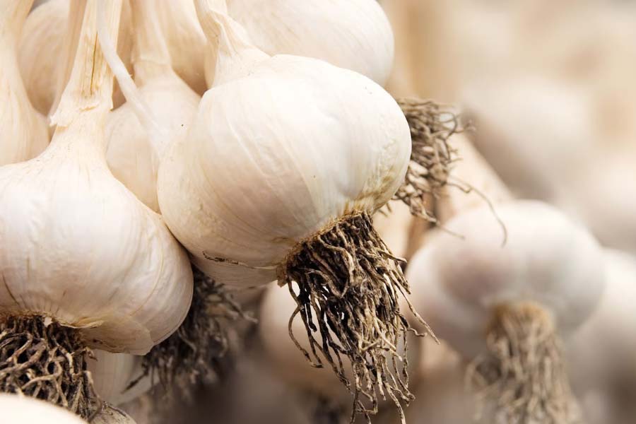 Garlic
