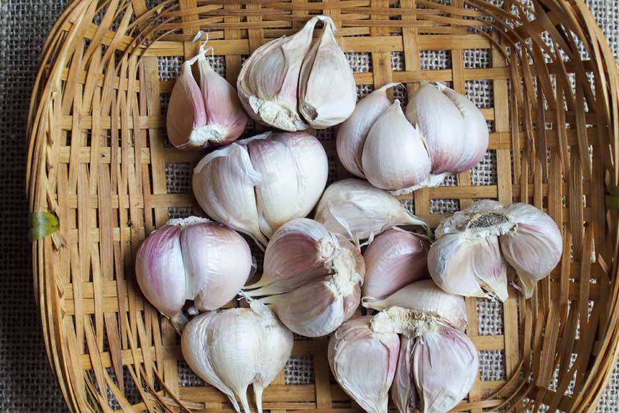 Garlic