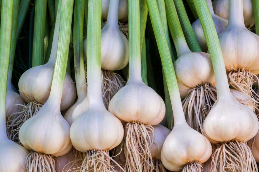 Garlic