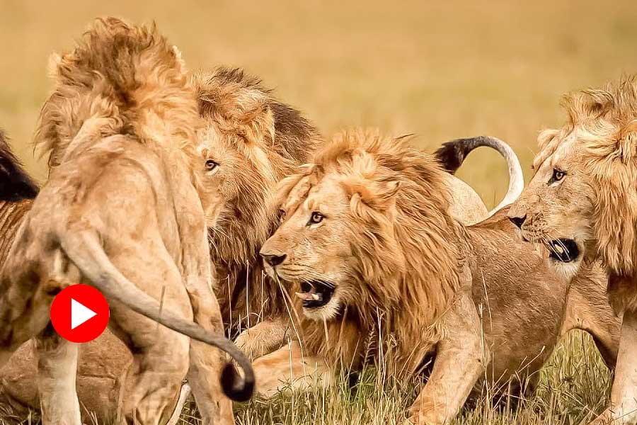 Lions lose prey after fierce fighting among themselves, buffalo walks away