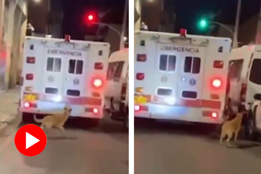 Dog runs behind ambulance carrying its owner to hospital