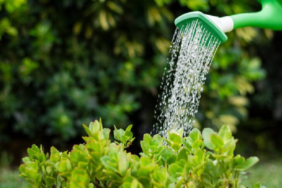 Golden rules for watering plant dgtl