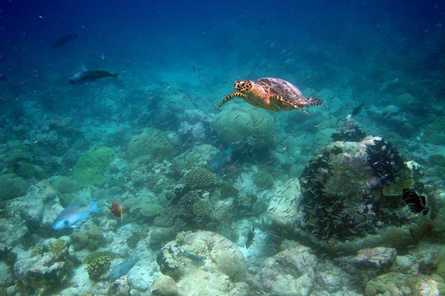 প্রধানমন্ত্রী স্টারমার অবশ্য প্রকাশ্যে এখনও পর্যন্ত এই নিয়ে কোনও প্রতিক্রিয়া দেননি। বিরোধী দলনেতা ল্যামি যা নিয়ে তাঁর প্রবল সমালোচনা করেছেন। ব্রিটিশ রাজনীতিকদের একাংশের মত, চাগোস সমস্যাকে জিইয়ে রাখা হচ্ছে। যার ফল ভবিষ্যতে ব্রিটেনকেই ভুগতে হবে।