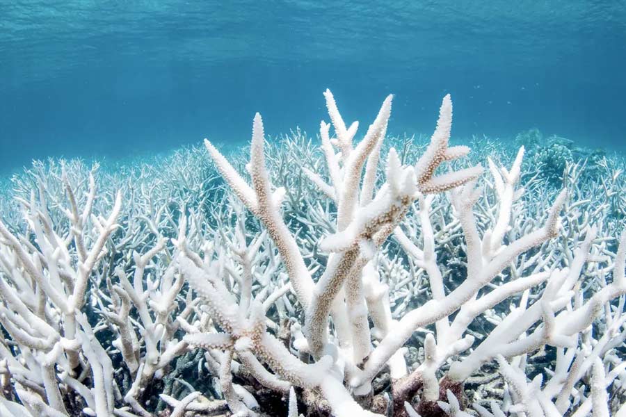 সূত্রের খবর, গত বছরের (২০২৩) জুলাইয়ে ভারত সফরে এসে এই বিষয়ে প্রধানমন্ত্রী নরেন্দ্র মোদীর সঙ্গে তৎকালীন ব্রিটিশ বিদেশমন্ত্রী ডেভিড ল্যামি আলোচনা করেন। তবে এই বিষয়ে প্রকাশ্যে কোনও পক্ষই কোনও প্রতিক্রিয়া দেয়নি।