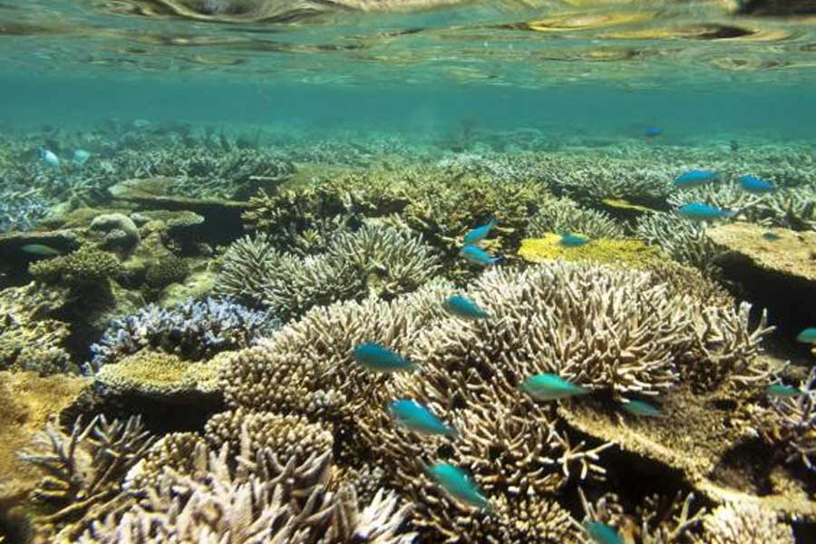 কিছু দিন আগে মরিশাস সফরে গিয়ে অবশ্য চাগোস দ্বীপপুঞ্জ নিয়ে ভারতের অবস্থান স্পষ্ট করেন বিদেশমন্ত্রী এস জয়শঙ্কর। দিয়েগো গার্সিয়ার সম্পূর্ণ নিয়ন্ত্রণ মরিশাসের হাতে থাকা উচিত বলে মন্তব্য করেন তিনি।