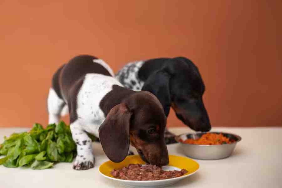 Raw meat-based diet can cause severe health issues in Pets, study finds dgtl