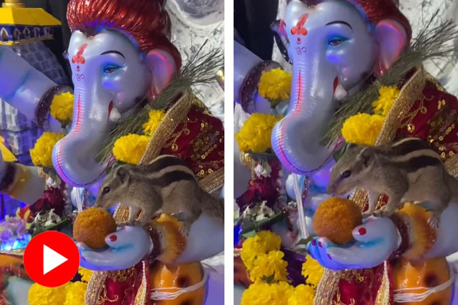 Motichor laddu eaten by squirrel from Ganesh idol see viral video