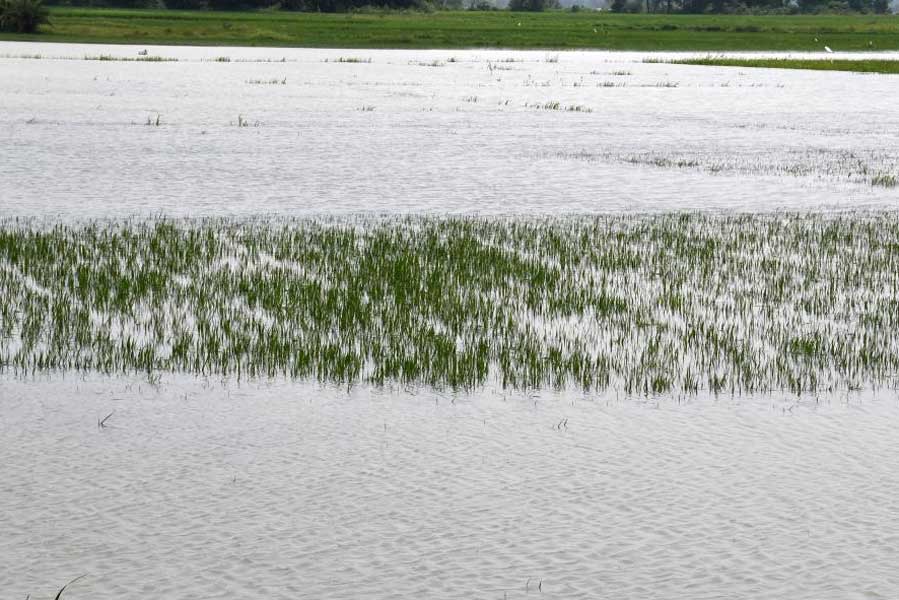 তলিয়ে গিয়েছে ধান। খয়রাশোলের মামুদপুর মৌজায়।