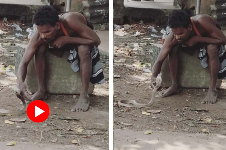 Video of drunk man tries to pet cobra