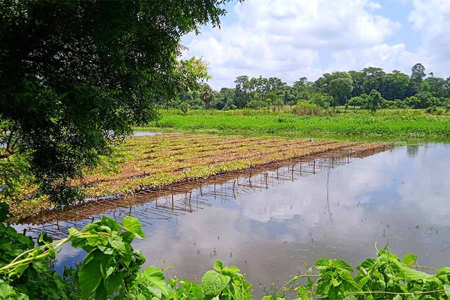 জলস্তর বেড়ে ইছামতীর পাড় ছাপিয়ে কৃষিজমিতে ঢুকে পড়েছে জল। ডুবে গিয়েছে ফসলের খেত।