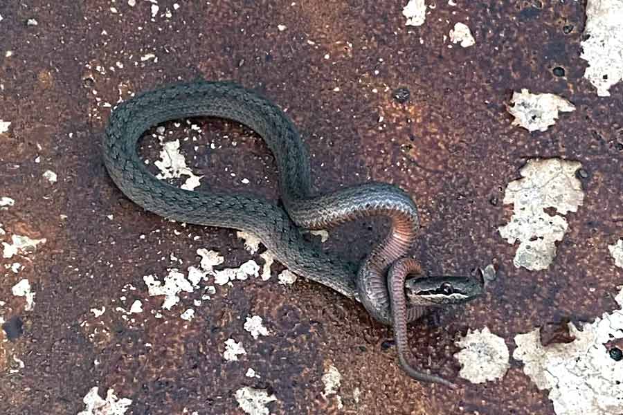 Snake strangles itself, image goes viral on social media