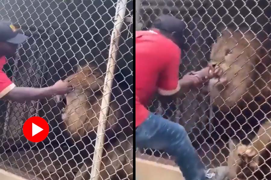 Man Provokes a lion in cage grips the man\\\\\\\'s hand