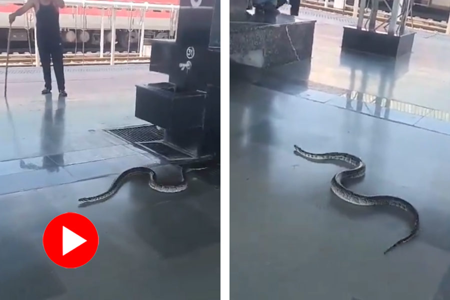 6 feet snake was spotted slithering along the platform