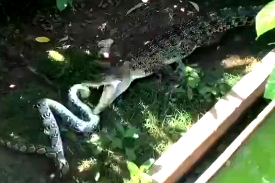 Crocodile and Python fight in a backyard video goes viral