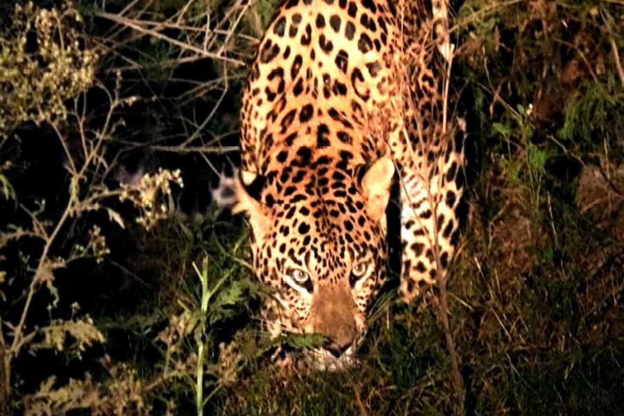 Leopard killed 2 in Udaipur in 24 hours