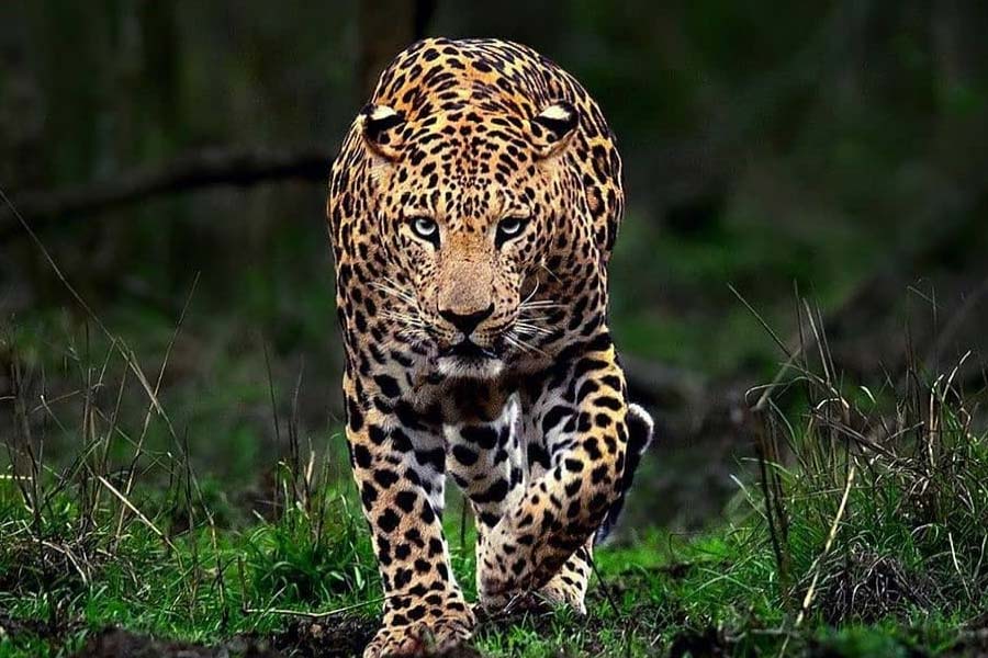 UP villagers clash with police after 6 years boy death by Leopard