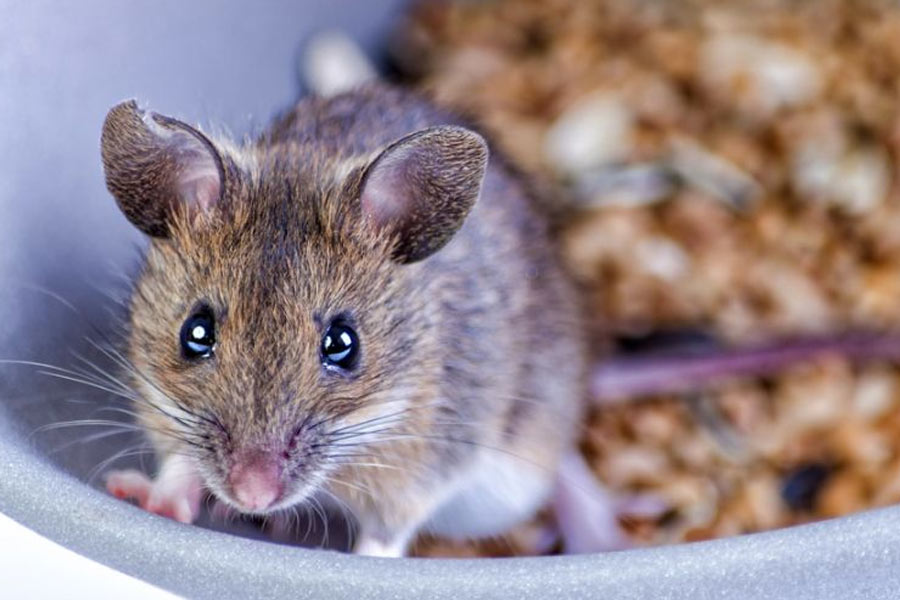 Flight emergency landing after live mouse jumped out of passenger food plate