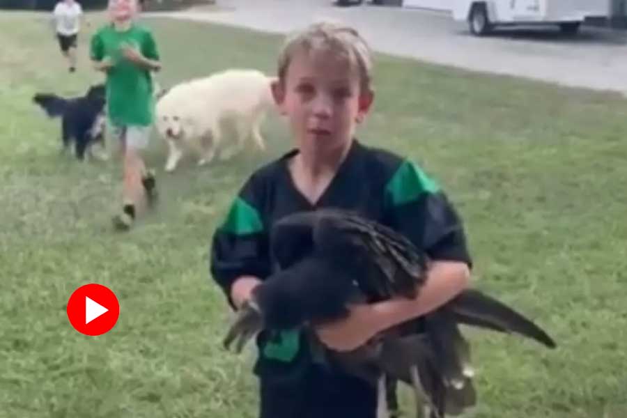 Video of child brings vulture home mistaking it as chicken