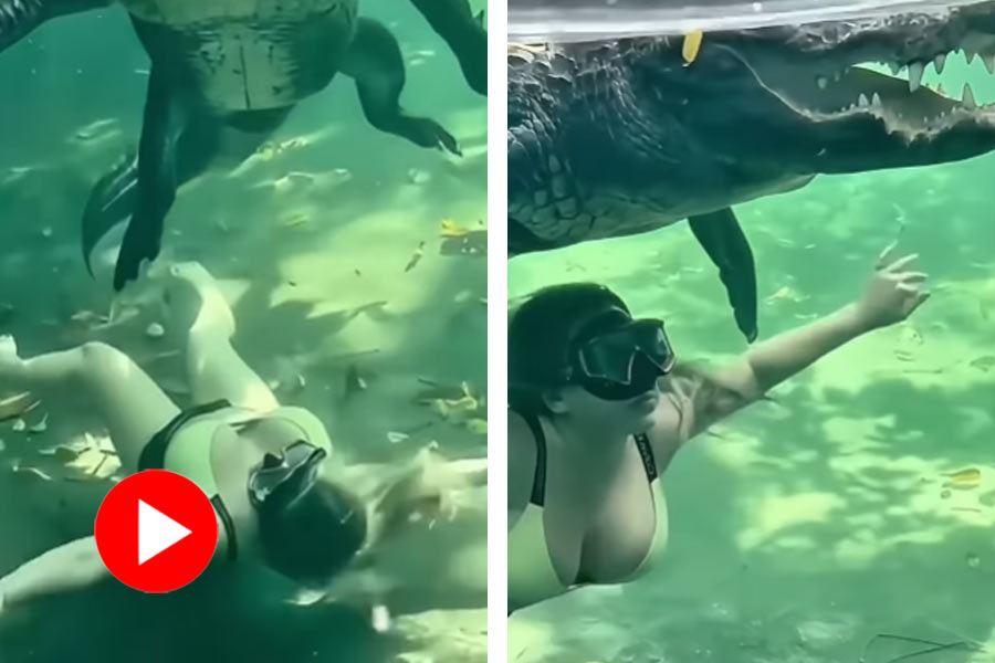 Viral Video of Stunning Girl Swims with Deadly Crocodile