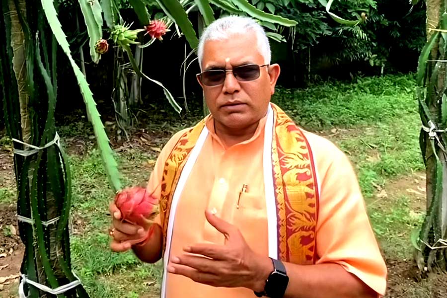 BJP leader Dilip Ghosh wants to campaign for production of dragon fruit in West Bengal