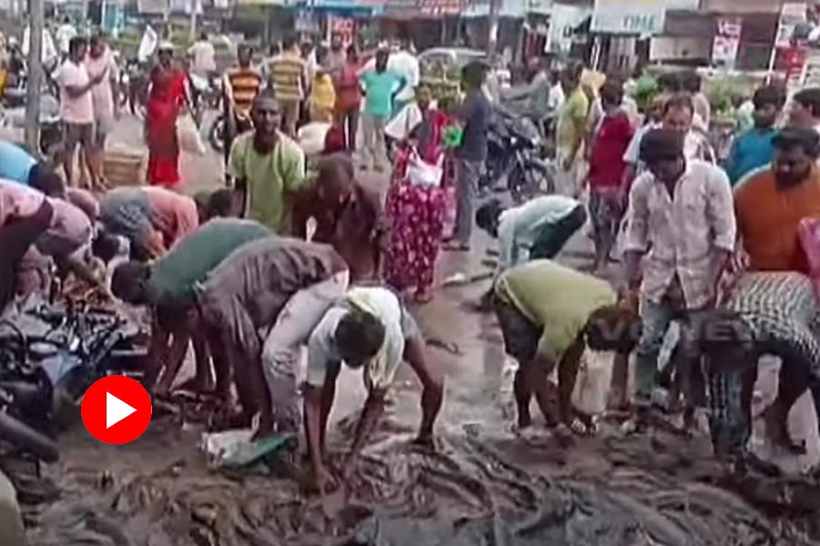 Locals loot fish as truck overturns on mid road in Mahabubabad district of Telangana