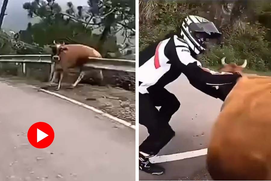 Viral video of two biker rescue a cow stuck in guard rail