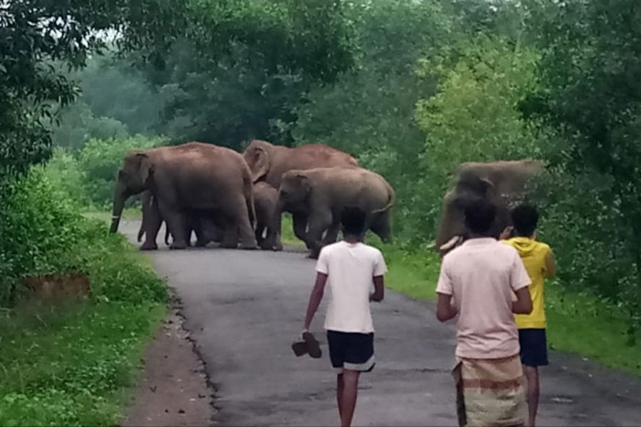 Farmers are worried due to elephants attack in the paddy fields in Jhargram