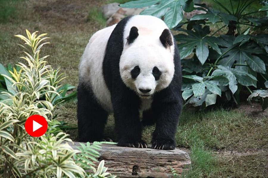 Giant panda unexpectedly attacked its zookeeper in china