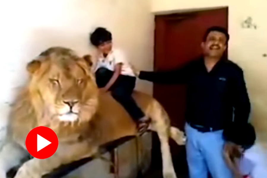 Viral video of a man and lion