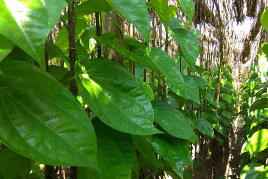 Some allegation of betel leave agriculture, holds meeting at Krishi Bipanan Bhawan