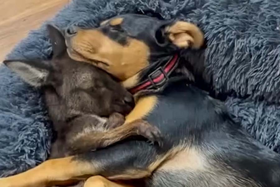 Adorable friendship of a puppy and kangaroo in Australia
