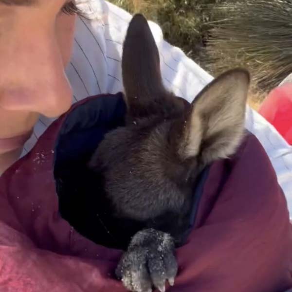 Adorable friendship of a puppy and kangaroo in Australia